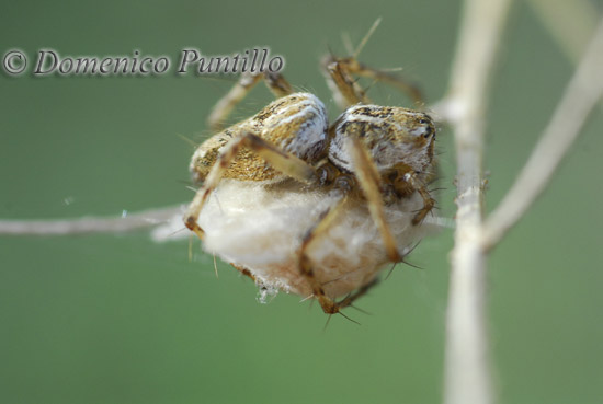 Oxyopes sp.